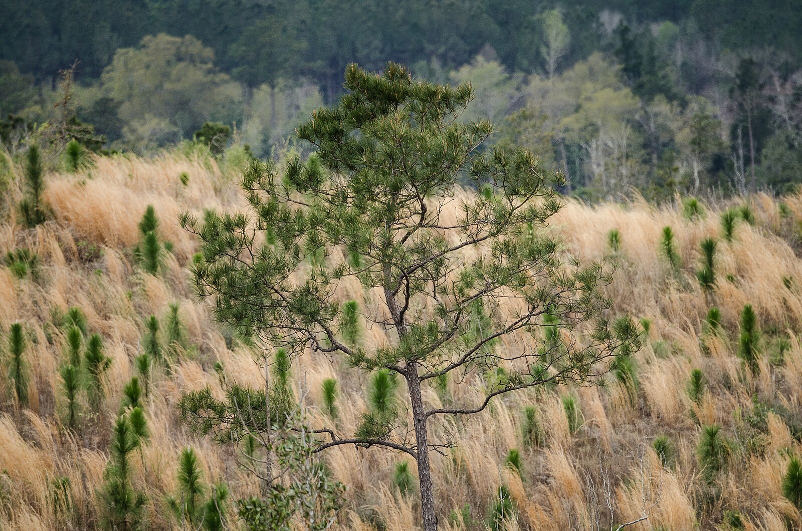 Alabama longleaf pine forest under prescribed-burn management at the Poarch Band of Creek Indians' forest.
